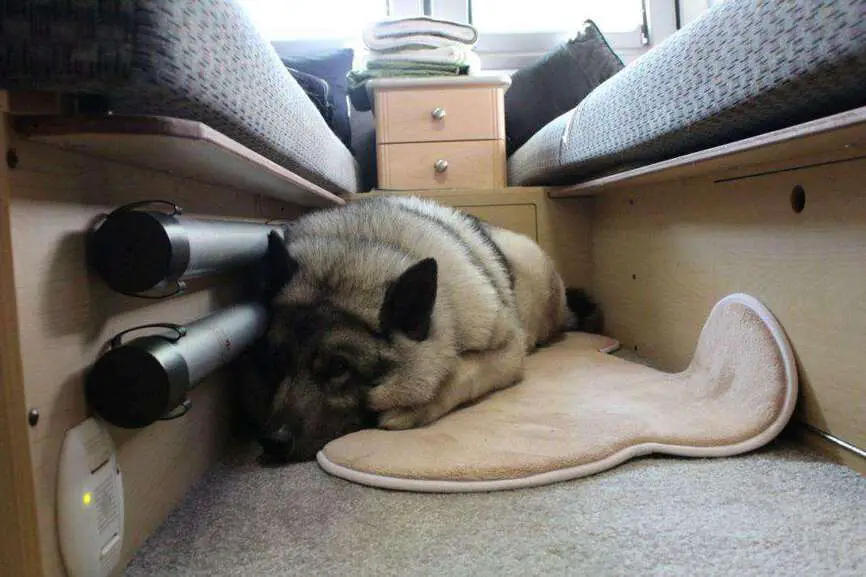 The Best Guide For Living in an RV With a Dog Commutter